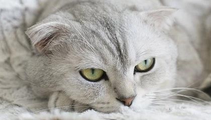 爱游戏网页版-弗拉门戈新赛季目标公布，弗拉门戈2020赛季球衣