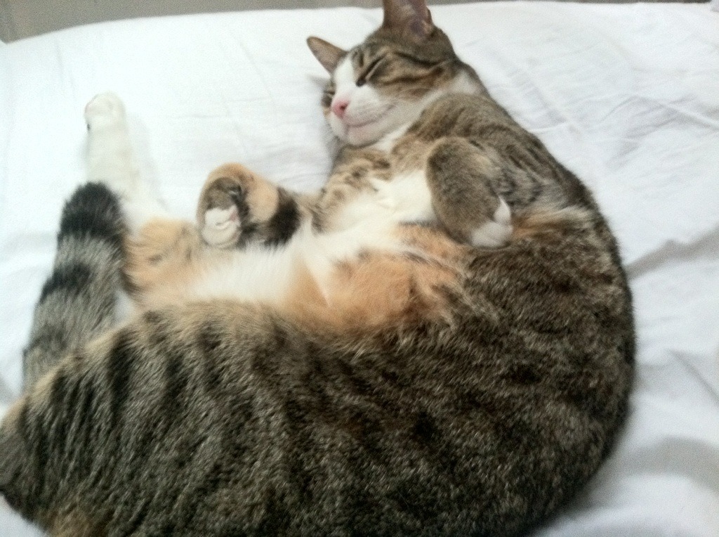 篮球专项体能训练恢复技术，篮球体能训练的基本要求