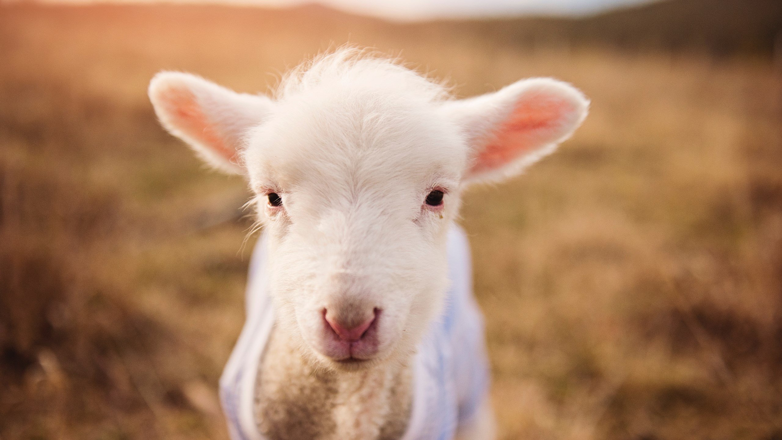 “东安湖体育公园：铁人三项赛场成全球选手的挑战之地”