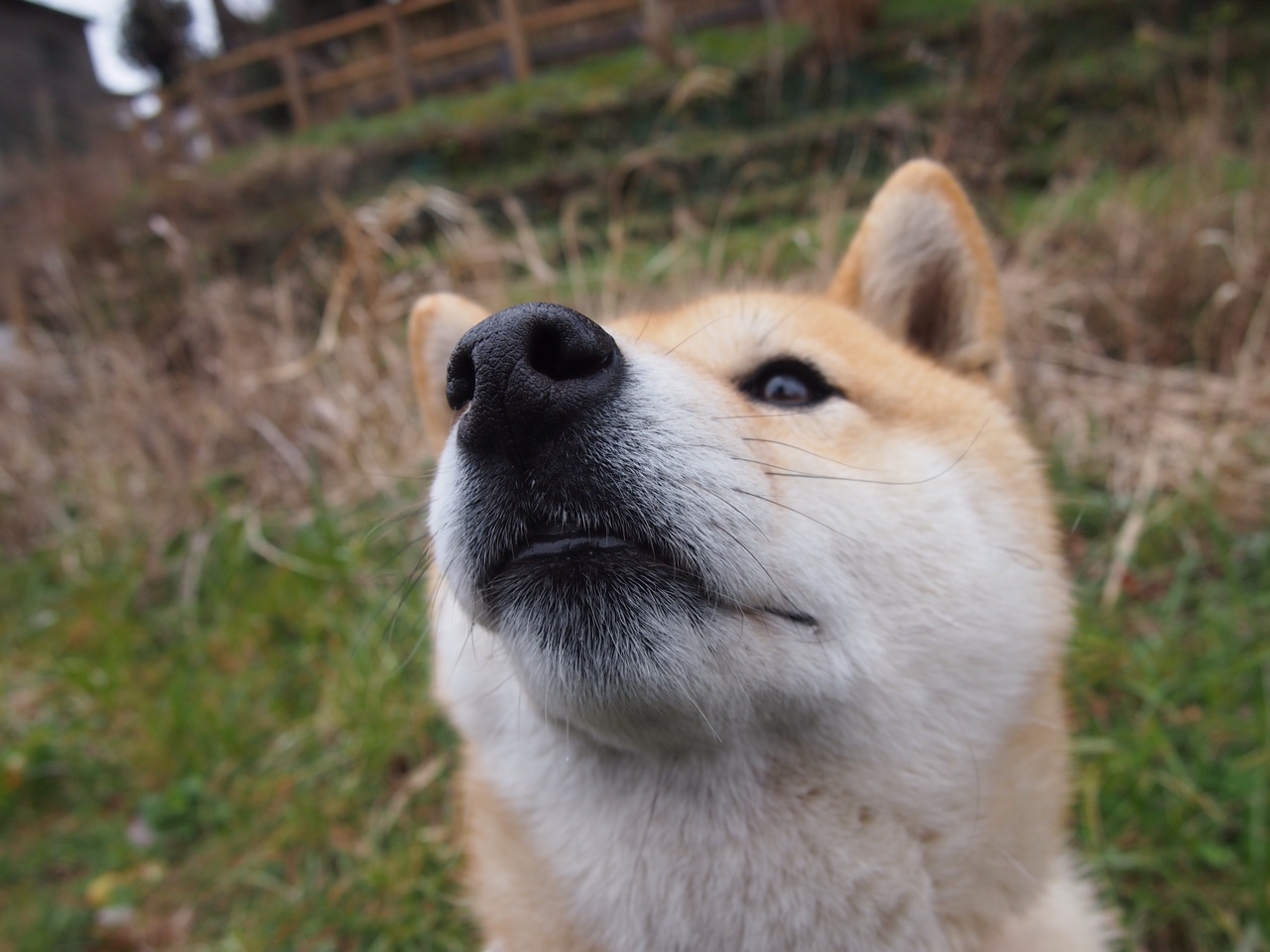 中美女子200蝶平均用时差距缩至0.4秒，中国女子两百米蝶泳