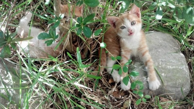 冠军划水幅度与水面高度完美契合,划水冠军表情包